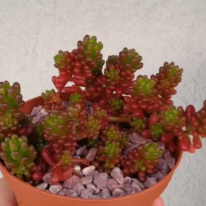 Mini Jelly Bean Cluster Sedum Rubrotinctum Mini Succulent 2.5