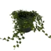Mini Oakleaf Creeping Fig - Terrarium Plant, Topiary, Houseplant - 4 Inch Pot