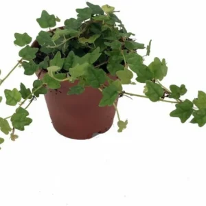 Mini Oakleaf Creeping Fig - Terrarium Plant, Topiary, Houseplant - 4 Inch Pot