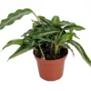 Mini Prayer Plant Calathea Gay Feather - World's Smallest - 2.5" Pot