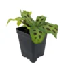 Mini Prayer Plant Calathea micans Meehams Miniature - 2.5 inch Pot Indoor Plant