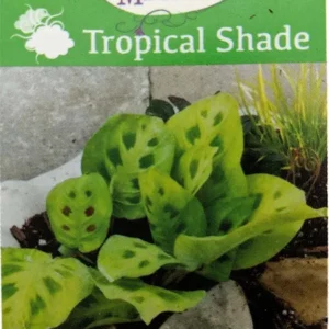 Mini Prayer Plant Calathea micans - Meehams Miniature - Houseplant - 2.5 inch Pot