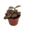Mini Red Veined Nerve Plant Fittonia - Easy Houseplant - 2.5 Inch Pot
