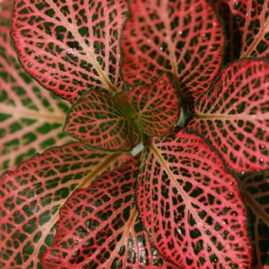 Mini Red Veined Nerve Plant Fittonia - Easy Houseplant - 2.5 Inch Pot