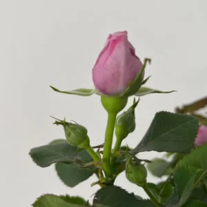 Mini Rose Plant - Miniature Rose Bush - 6 Inch Fragrant Shrub Plant