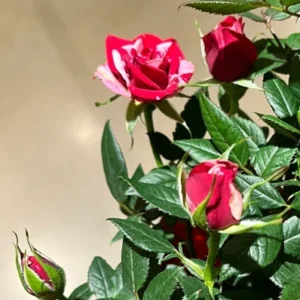 Mini Rose Plant - Miniature Rose Bush - 6 Inch Fragrant Shrub Plant