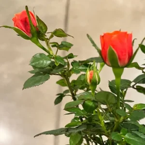 Mini Rose Plant - Miniature Rose Bush - 6 Inch Fragrant Shrub Plant