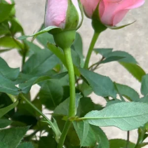 Mini Rose Plant - Miniature Rose Bush - 6 Inch Fragrant Shrub Plant