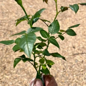 Mini Rose Plant - Miniature Rose Bush - 6 Inch Fragrant Shrub Plant