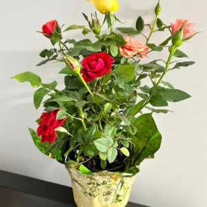 Mini Rose Plant - Miniature Rose Bush - 6 Inch Fragrant Shrub Plant