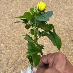 Mini Rose Plant - Miniature Rose Bush - 6 Inch Fragrant Shrub Plant