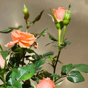 Mini Rose Plant - Miniature Rose Bush - 6 Inch Fragrant Shrub Plant