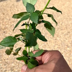 Mini Rose Plant - Miniature Rose Bush - 6 Inch Fragrant Shrub Plant