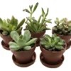 Mini Succulent Collection - Fairy Gardens/Terrarium - 5 Plants 1 inch Pots + Saucers
