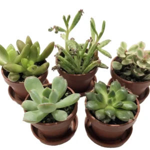 Mini Succulent Collection - Fairy Gardens/Terrarium - 5 Plants 1 inch Pots + Saucers