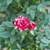 Miniature Rose Bush, Pink & Red Bicolor, 4-6 Inch Plant in 3 Inch Pot