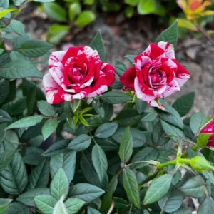 Miniature Rose Bush, Pink & Red Bicolor, 4-6 Inch Plant in 3 Inch Pot
