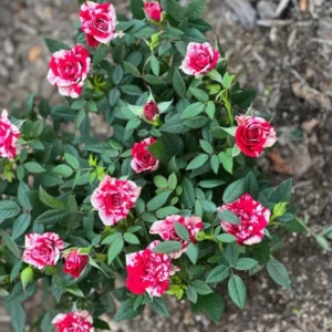 Miniature Rose Bush, Pink & Red Bicolor, 4-6 Inch Plant in 3 Inch Pot