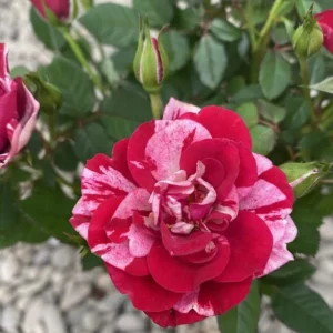 Miniature Rose Bush, Pink & Red Bicolor, 4-6 Inch Plant in 3 Inch Pot