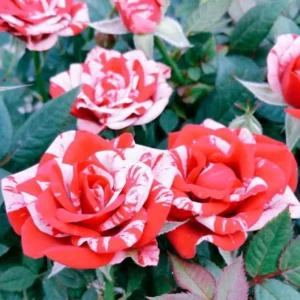 Miniature Rose Bush, Pink & Red Bicolor, 4-6 Inch Plant in 3 Inch Pot
