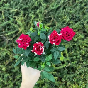 Miniature Rose Bush, Pink & Red Bicolor, 4-6 Inch Plant in 3 Inch Pot