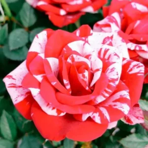 Miniature Rose Bush, Pink & Red Bicolor, 4-6 Inch Plant in 3 Inch Pot