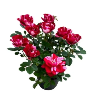 Miniature Rose Bush, Pink & Red Bicolor, 4-6 Inch Plant in 3 Inch Pot