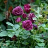 Miniature Rose Bush, Purple Flower Shrub, 4-6 Inch Plant, 3 Inch Pot