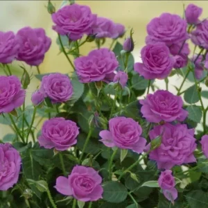 Miniature Rose Bush, Purple Flower Shrub, 4-6 Inch Plant, 3 Inch Pot