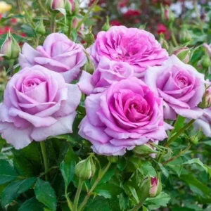 Miniature Rose Bush, Purple Flower Shrub, 4-6 Inch Plant, 3 Inch Pot