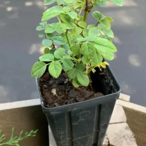 Miniature Rose Bush, Purple Flower Shrub, 4-6 Inch Plant, 3 Inch Pot