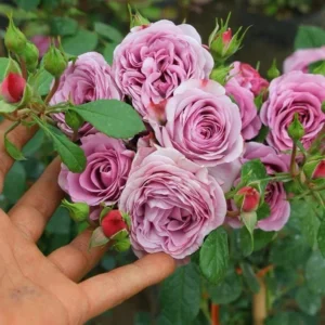 Miniature Rose Bush, Purple Flower Shrub, 4-6 Inch Plant, 3 Inch Pot
