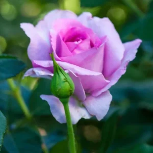 Miniature Rose Bush, Purple Flower Shrub, 4-6 Inch Plant, 3 Inch Pot