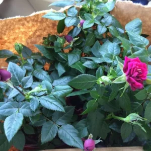 Miniature Rose Bush, Purple Flower Shrub, 4-6 Inch Plant, 3 Inch Pot