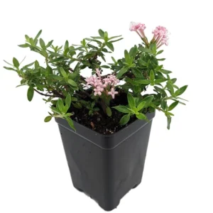 Miniature Trumpet Flower Plant - Putatoria calibrica - 2.5" Pot - Fairy Garden