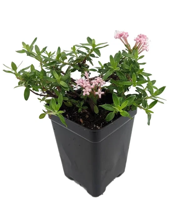 Miniature Trumpet Flower Plant - Putatoria calibrica - 2.5" Pot - Fairy Garden