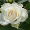Miniature White Rose Bush - 4-6 Inch Potted Plant