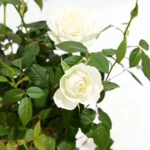 Miniature White Rose Bush - 4-6 Inch Potted Plant