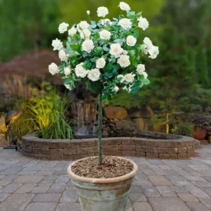 Miniature White Rose Bush - 4-6 Inch Potted Plant