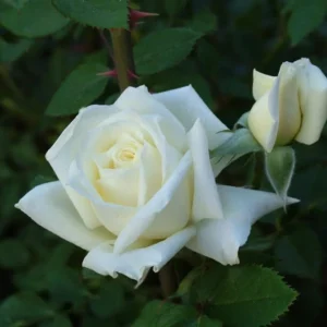 Miniature White Rose Bush - 4-6 Inch Potted Plant