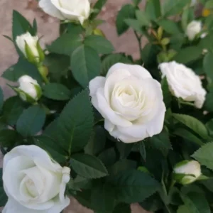 Miniature White Rose Bush - 4-6 Inch Potted Plant