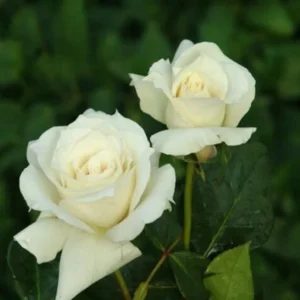 Miniature White Rose Bush - 4-6 Inch Potted Plant