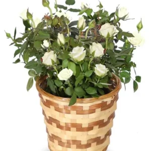 Miniature White Rose Bush - 4-6 Inch Potted Plant