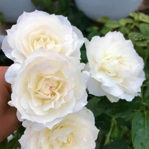Miniature White Rose Bush - 4-6 Inch Potted Plant