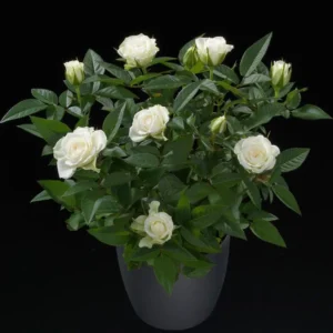 Miniature White Rose Bush - 4-6 Inch Potted Plant