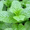 Mint Herb Plant - Fresh Garden Mint Plant 6-10" Height - 4" Pot