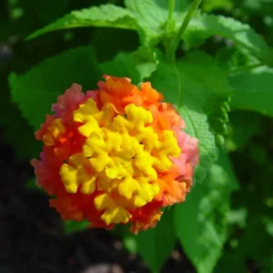 Miss Huff Lantana - Hardy Lantana Plant Live Plug - Drought Tolerant and Ready to Grow