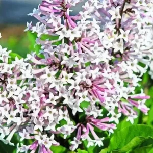 Miss Kim Lilac Plant 6-12 Inch Potted Shrub - Purple Flowering Lilac