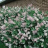 Miss Kim Lilac Plant 6-12 Inch Potted Shrub - Purple Flowering Lilac