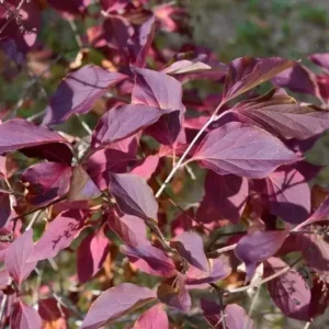 Miss Kim Lilac Plant 6-12 Inch Potted Shrub - Purple Flowering Lilac